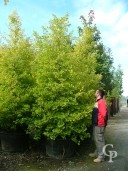 Ginkgo Biloba 'Fastigiata'  4,00