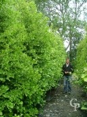 Ginkgo Biloba 'Fastigiata'