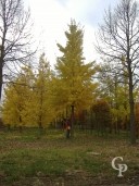 Ginkgo Biloba