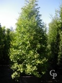 Ginkgo Biloba Fastigiata 3,50