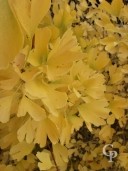 Ginkgo Biloba Foliage