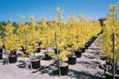 Gleditsia Tric  'Sunburst'