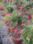 Grevillea Mini-Std  LV9