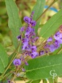 Hardenbergia Violacea   Flower