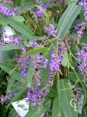 Hardenbergia Violacea  Flower