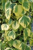 Hedera C Dentata Variegata