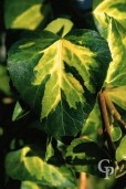 Hedera Colchica Sulphur Heart