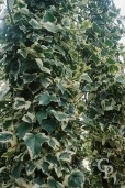 Hedera Helix 'Elegantissima'  2,00  10l