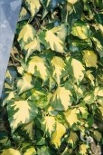 Hedera Helix 'Goldheart'  2,00  10l