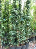 Hedera Helix 'Hibernica'   2,00  10l