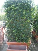 Hedera Helix 'Hibernica'  2,00 Panel  LV100