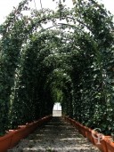 Hedera Helix 'Hibernica' Instant  Arch  LV60