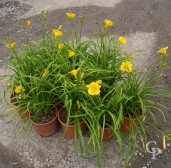 Hemerocallis 'Stella D'Or'  LV5