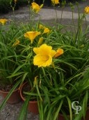 Hemerocallis