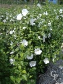 Hibiscus Syr 'Totus 'Albus'