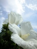 Hibiscus Syr 'Totus Albus'