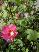 Hibiscus Syr 'Woodenbridge'