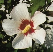 Hibiscus Syr 'Red Heart'