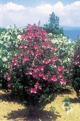 Hibiscus Syr 'Woodenbridge