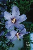 Hibiscus Syr  'Oiseau Bleu