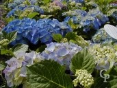 Hydrangea  Macro 'Early Blue'     5l