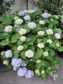 Hydrangea 'Endless Summer Blue'  35l