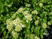 Hydrangea 'Endless Summer White'