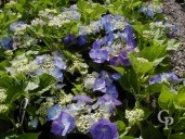 Hydrangea 'Epal'