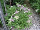 Hydrangea 'Tricolor'