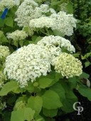 Hydrangea Arb 'Annabelle'   5l