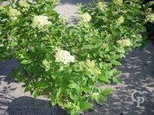 Hydrangea Pani 'Limelight'   5l