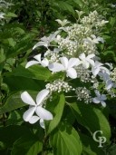 Hydrangea Panic 'Great Star'  10l