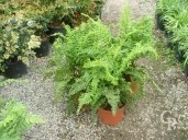 Dryopteris