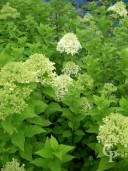 Hydrangea Panic 'Limelight'    5l