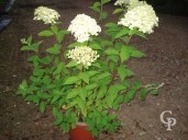 Hydrangea Panic 'Limelight'    5l