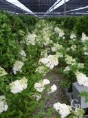 Hydrangea Panic 'Limelight'   10l