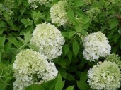 Hydrangea Panic 'Limelight'  10l