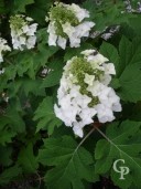 Hydrangea Quercifolia    10l