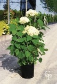 Hydrangea Arb 'Annabelle'