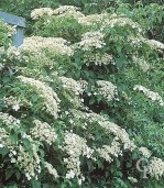 Hydrangea Petiolaris