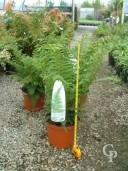 Polystichum Setiferum 5L