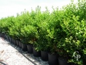 Ilex  15l