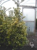 Ilex 'Gold King'