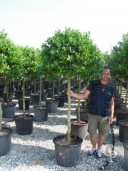 Ilex 'Nellie Stevens'  Std  70l