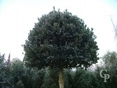 Ilex Aqui Extra