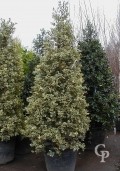 Ilex Aqui  'Argentea Marginata'  2m Cone