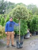 Ilex Aqui  'Argentea Mariginata' Std 50l