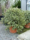 Ilex Aqui 'Argentea Marginata'  Ball 60l