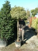 Ilex Aqui 'Argentea Marginata'  Std 50l