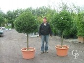 Ilex Aquifolium Half Std LV100